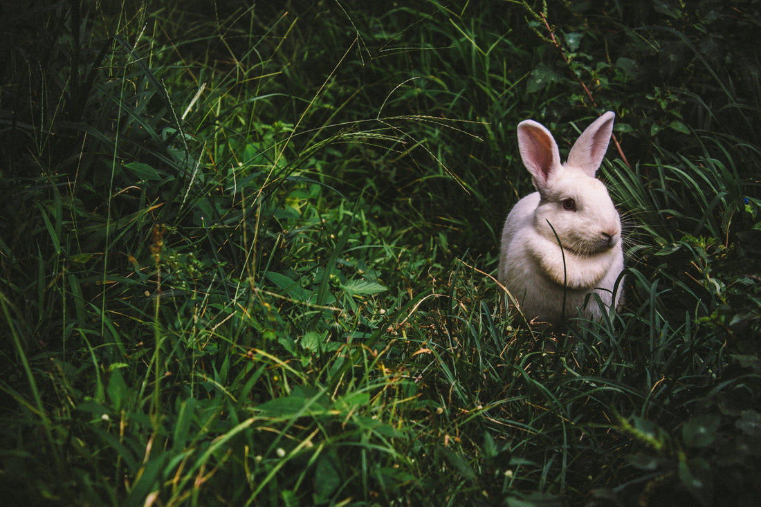 Our Guide to Vegan Cruelty-Free Makeup Brands