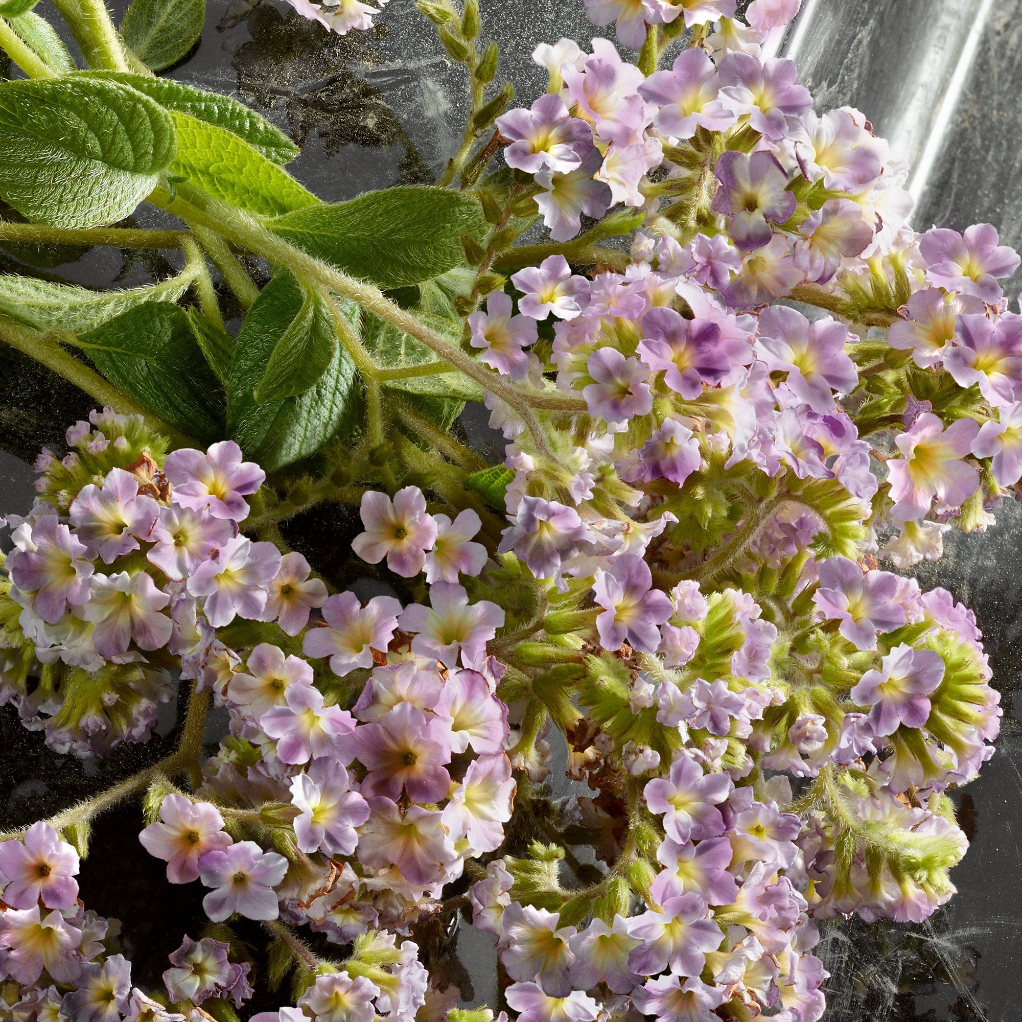 Dolce & Gabbana Q Eau De Parfum Intense 50ml Spray