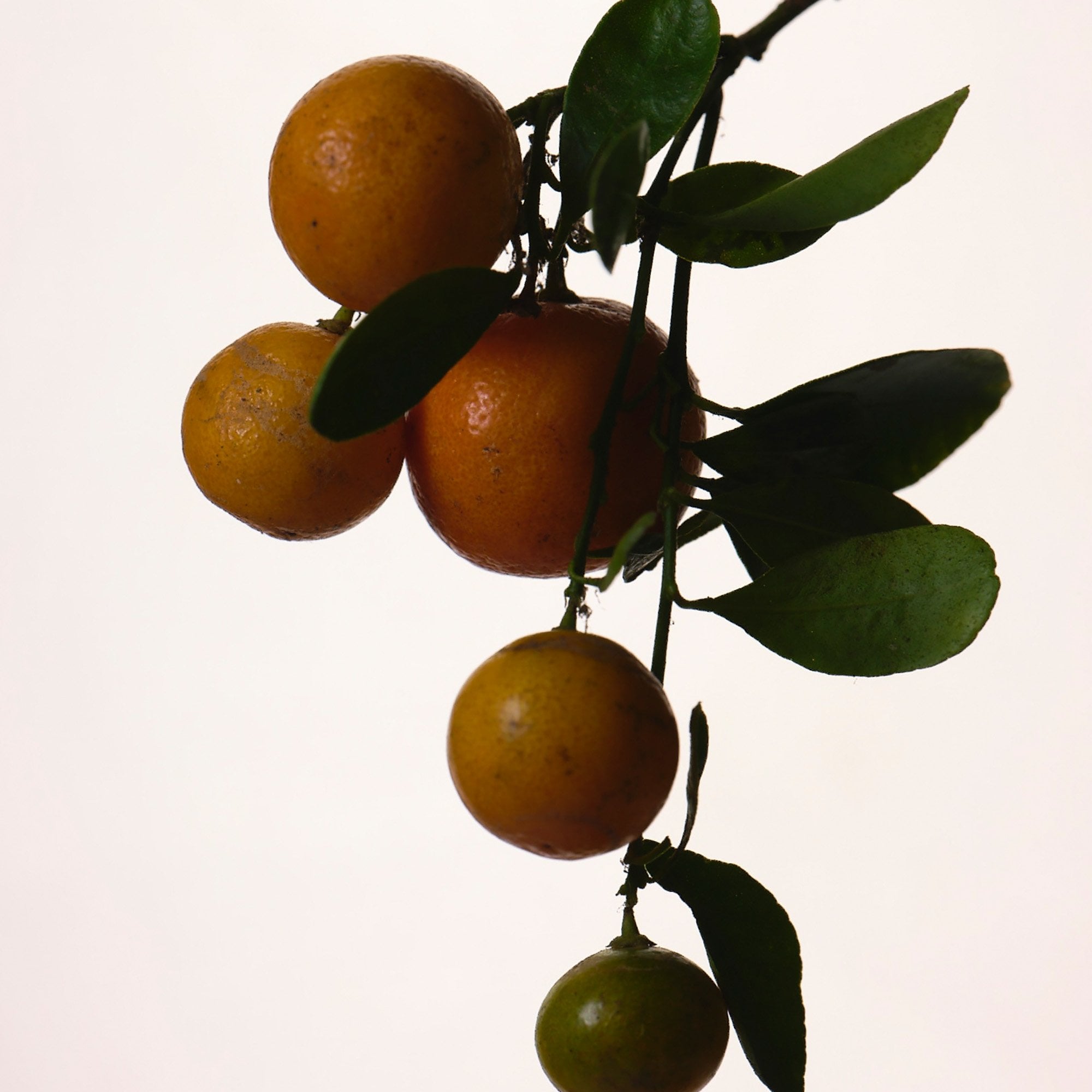 Fenty Eau De Parfum 75ml Spray