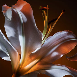 LILY
