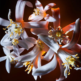 ORANGE BLOSSOM