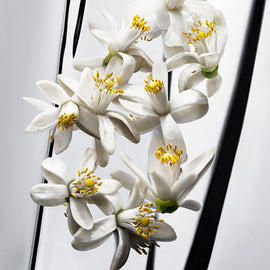 ORANGE BLOSSOM