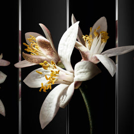 ORANGE BLOSSOM