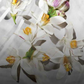  ORANGE BLOSSOMS