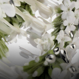 WHITE LAVENDER