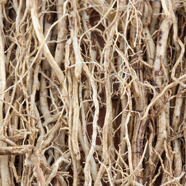 VETIVER